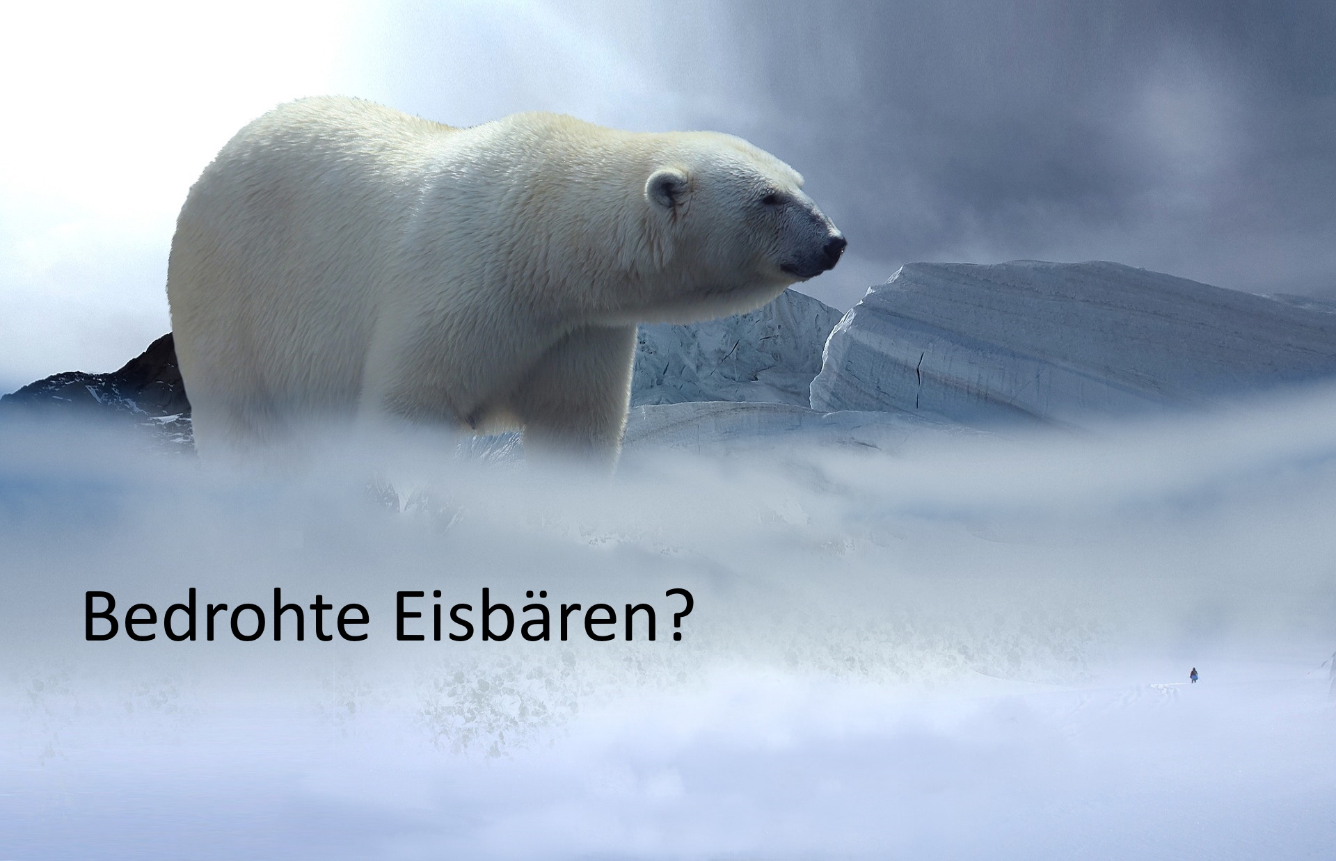 Bedrohte Eisbären?